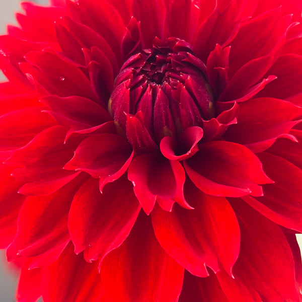 Red Fubuki Dahlia