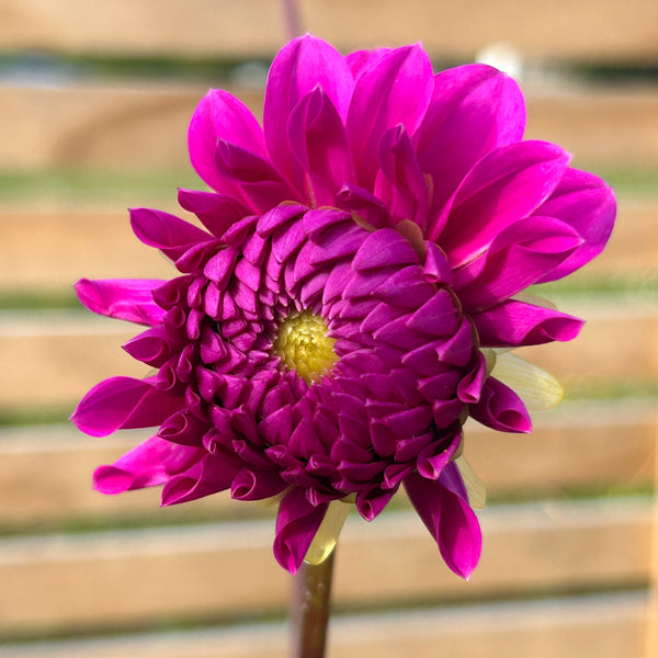 MW-B1 Seedling - Purple Ball Dahlia 2025/26