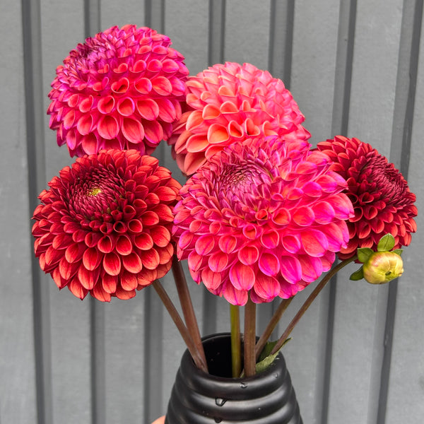 Caitlin's Joy - Purple/Peach Ball Dahlia