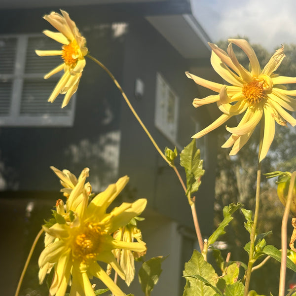LB-1 Seedling Dahlia - yellow single cactus