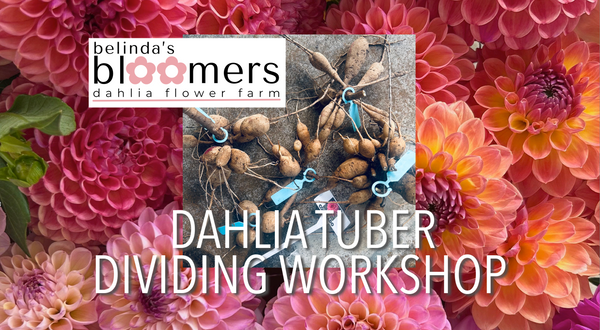 Belinda's Bloomers Dahlia Tuber Dividing Class