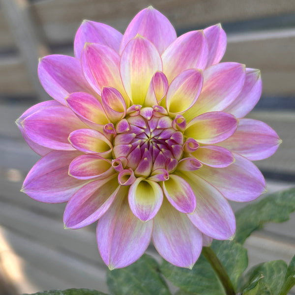Coralie Dahlia