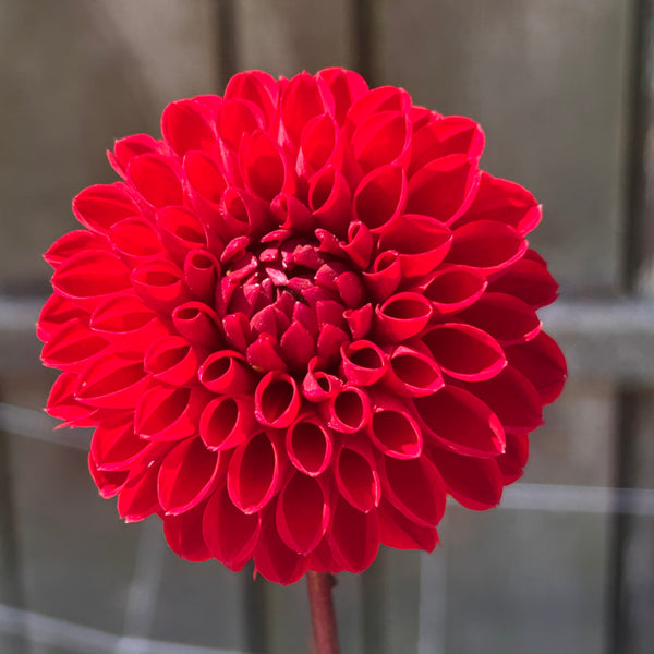 Viking dahlia