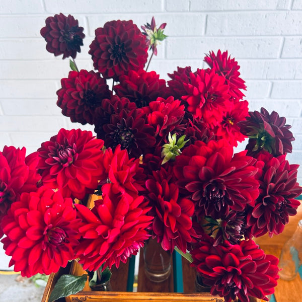 Arabian Night Dahlia (dark red/pink)