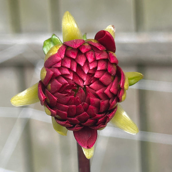 Viking - Red Ball Dahlia