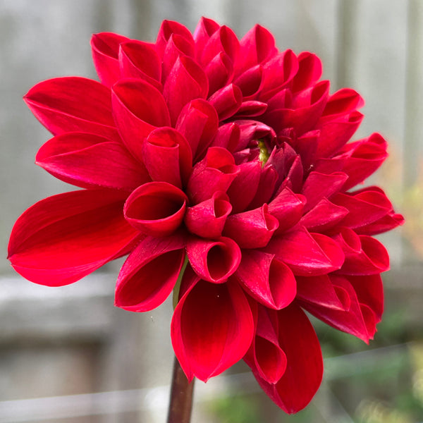 Viking - Red Ball Dahlia