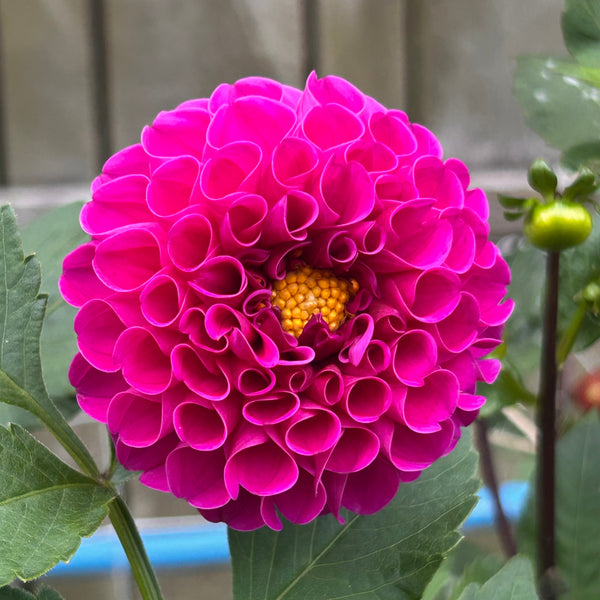 Jan van Schlaffelaar dahlia