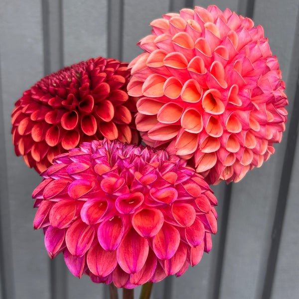 Snoho Jojo - Peachy Ball Dahlia