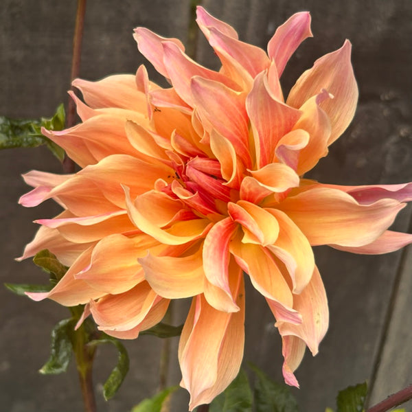 Labyrinth (peachy pink swirly Dahlia)
