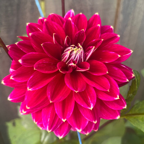 Maldini dahlia - dark purple with white tips