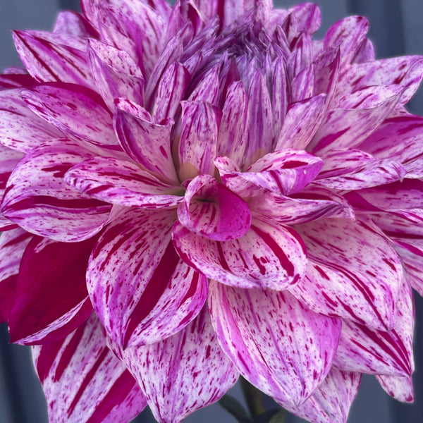 Santander dahlia