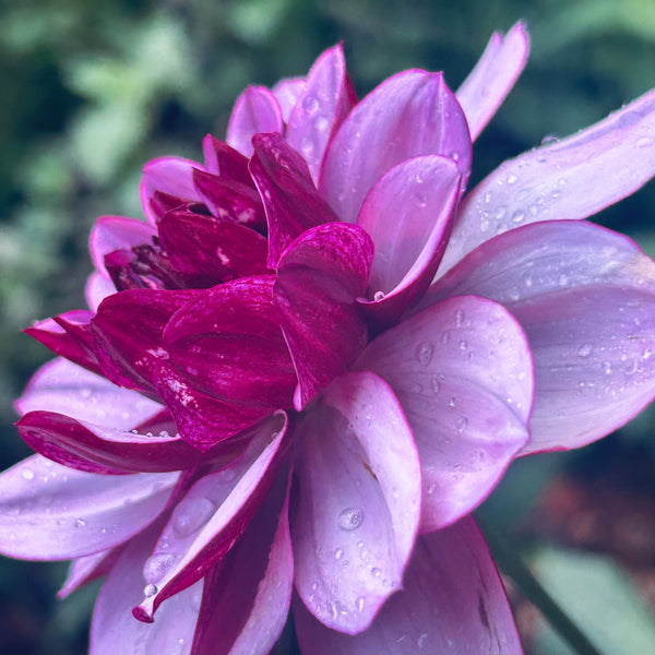 Creme de Cassis (Purple Dahlia)