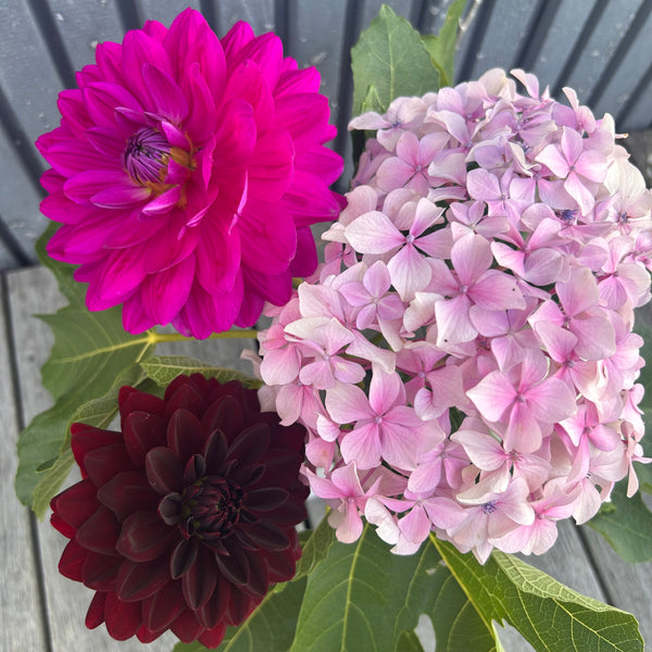 GH Lammerse - Hot Pink Dahlia