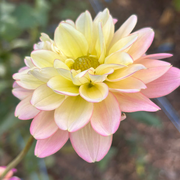 Rosemary Webb dahlia