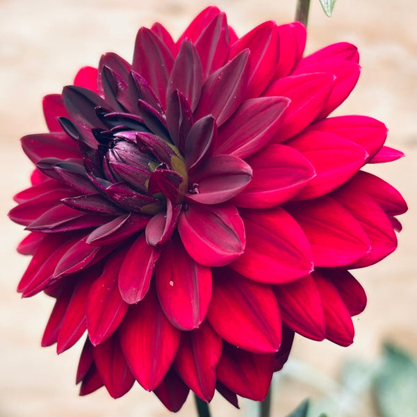 Arabian Night Dahlia (dark red/pink)