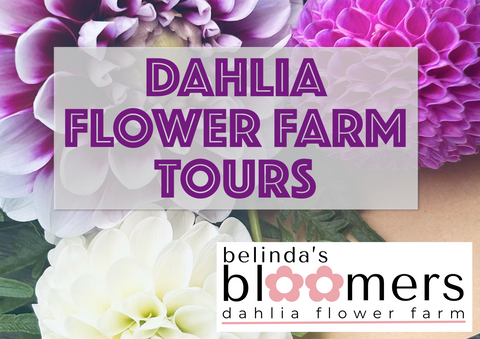 Belinda's Bloomers Dahlia Garden Tour
