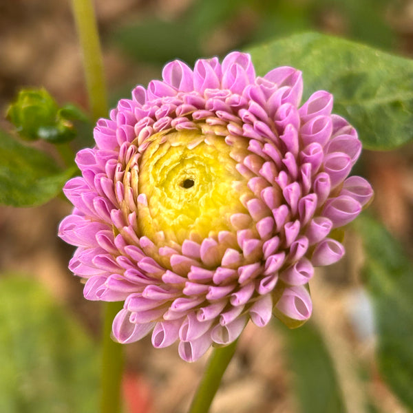 Franz Kafka Dahlia