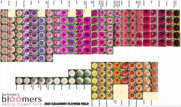 Belinda's Bloomers Dahlia Garden Tour