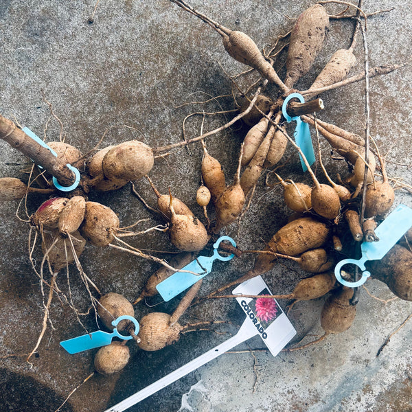 Belinda's Bloomers Dahlia Tuber Dividing Class