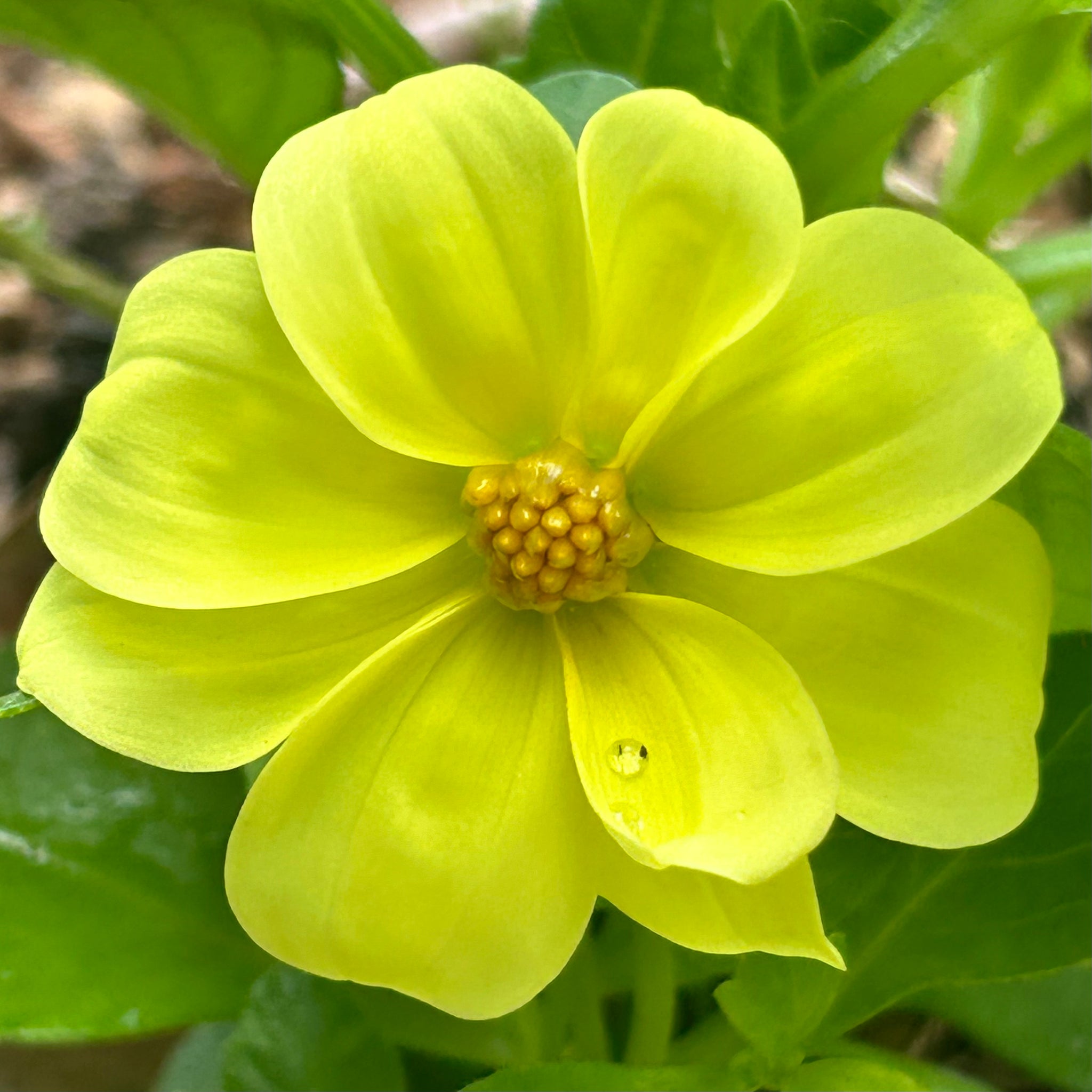 UberYellow - Mini Yellow Dwarf Dahlia