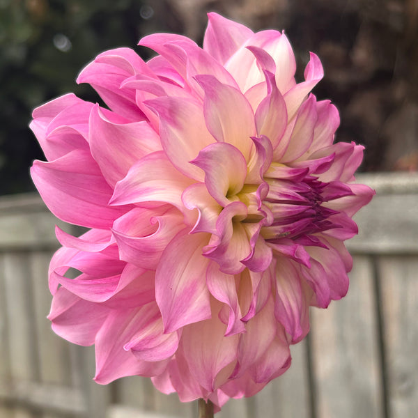 Colorado Dahlia