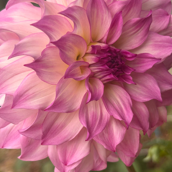 Colorado Dahlia