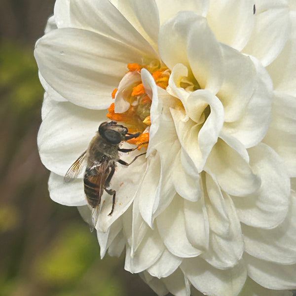 White Aster