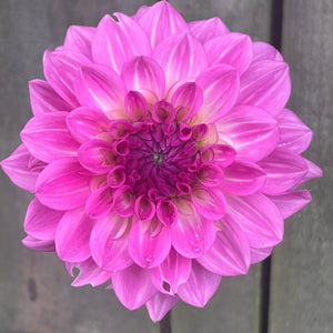 Rosella Dahlia