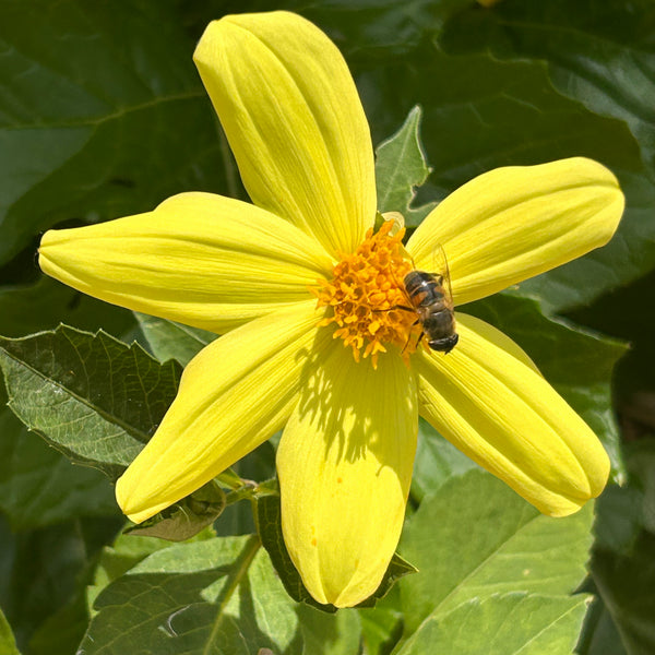 Yellow Joy 153 Seedling