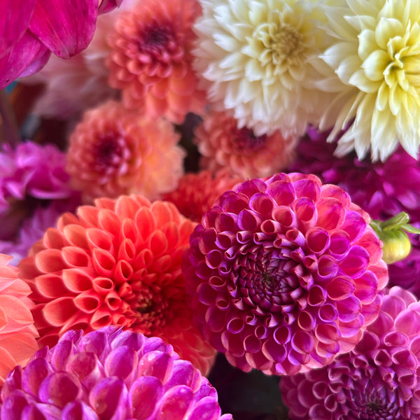Mystery Ball Dahlias