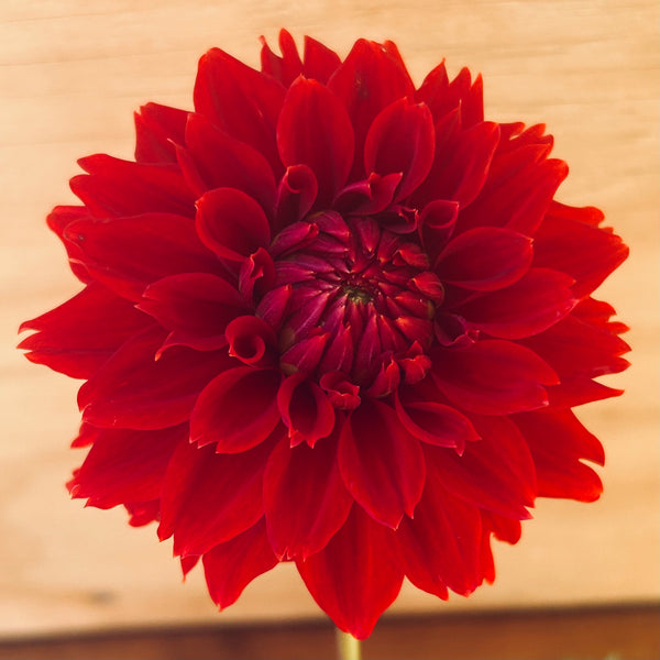 Red Fubuki Dahlia