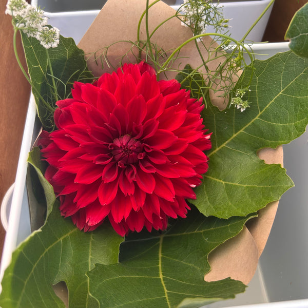 Red Fubuki Dahlia