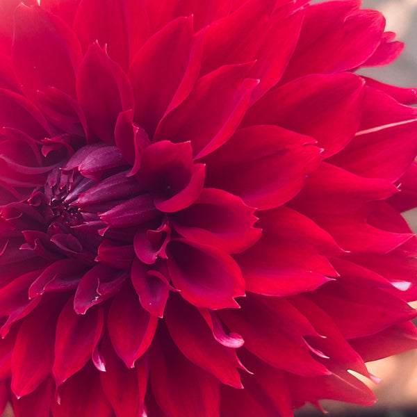 Red Fubuki Dahlia