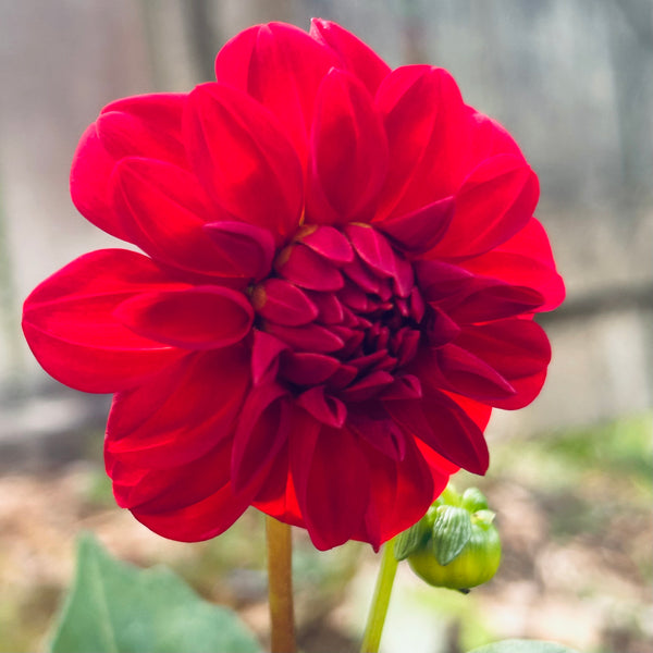 Red New Year - Dwarf dahlia