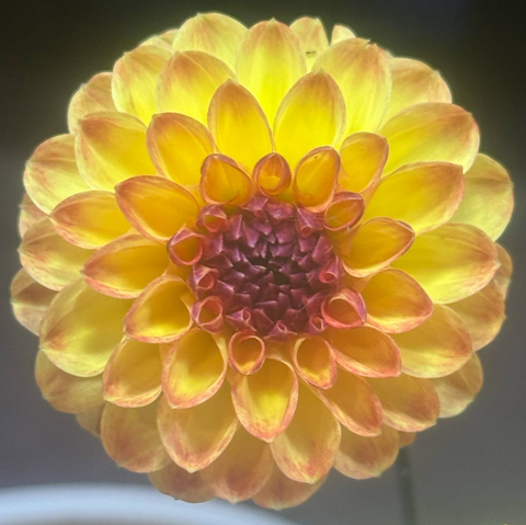 Amorous Lava dahlia seedling cutting