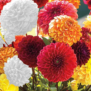 Mystery Ball Dahlias