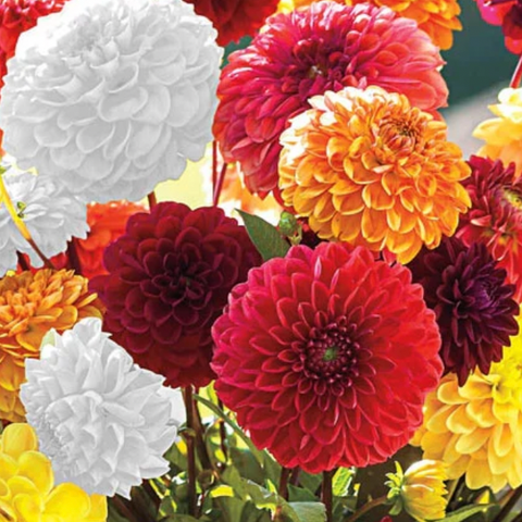 Mystery Ball Dahlias