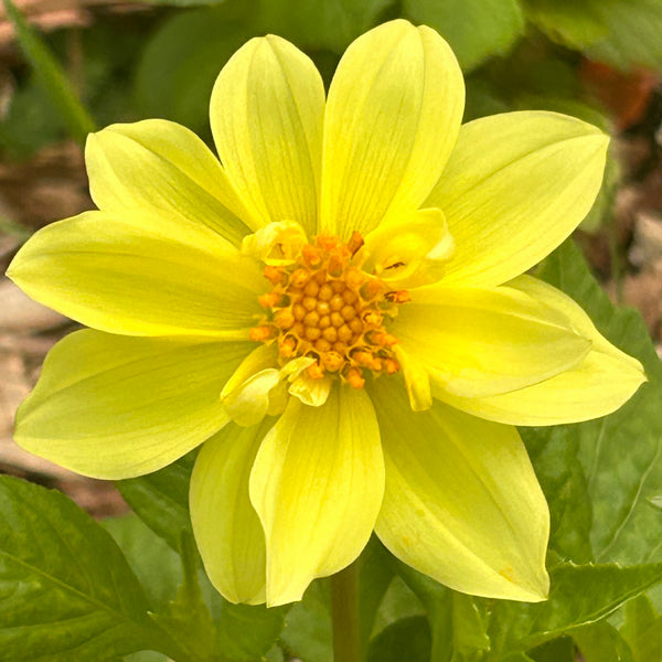 Uber2Stars - Mini Yellow Dwarf Dahlia