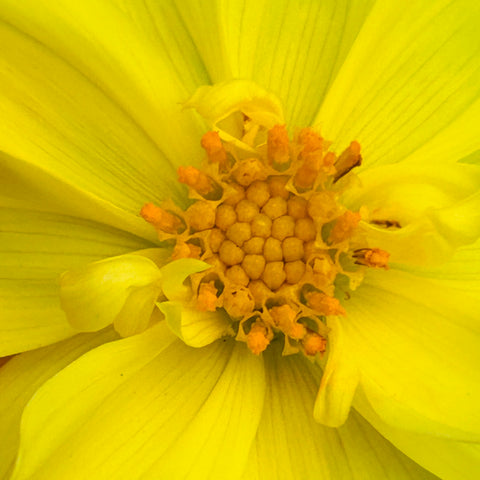 Uber2Stars - Mini Yellow Dwarf Dahlia