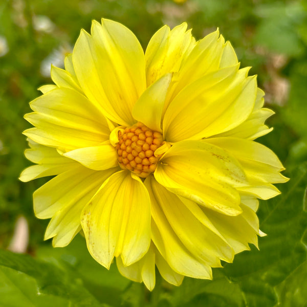 UberFrills - Mini Yellow Dwarf Dahlia