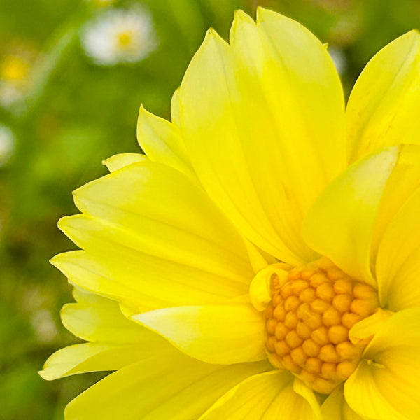 UberFrills - Mini Yellow Dwarf Dahlia