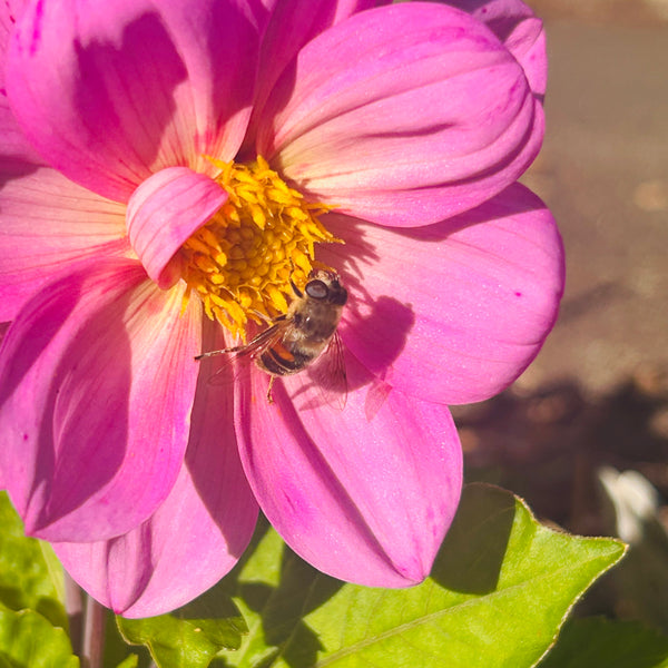 UberLilac - Light purple dwarf dahlia