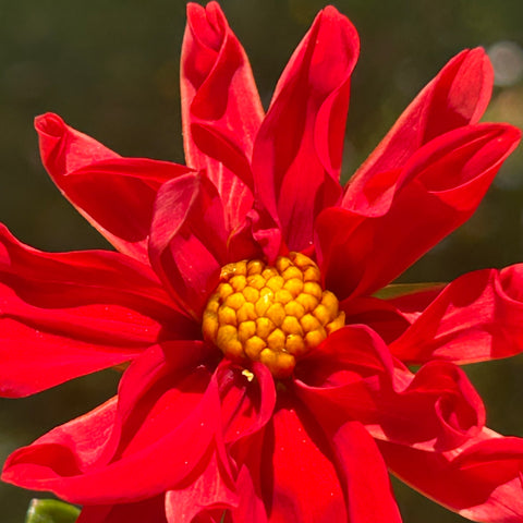 Uber1 - Mini Red Dwarf Dahlia