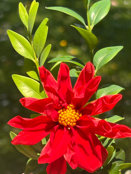 Uber1 - Mini Red Dwarf Dahlia