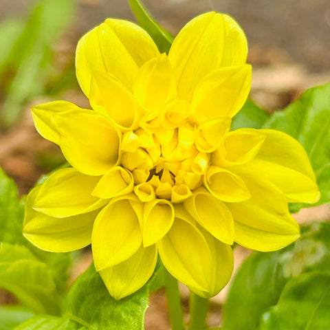 UberPremium - Mini Yellow Dwarf Dahlia