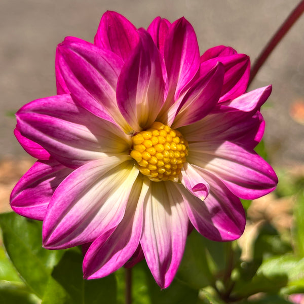 UberPurple - Purple Dwarf Dahlia