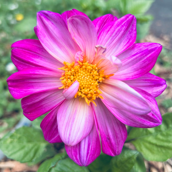 UberPurple - Purple Dwarf Dahlia