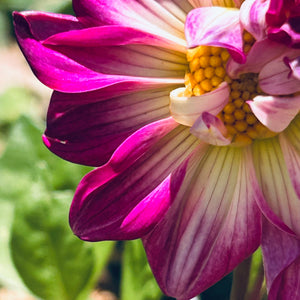 UberPurple - Purple Dwarf Dahlia