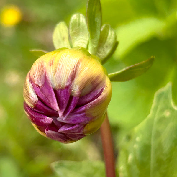 UberPurple - Purple Dwarf Dahlia