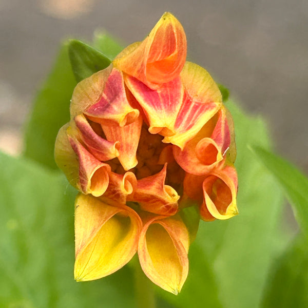 UberSummer - Mini Yellow/Orange Dwarf Dahlia